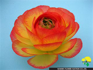 Ranunculus Nice.jpg